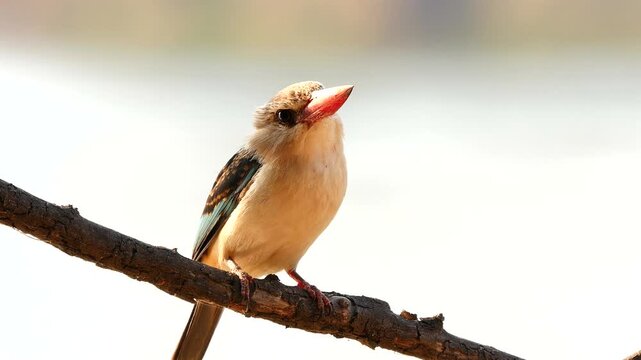  brown hooded kingfisher, Halcyon albiventris, sitting on a branch, watching 786

