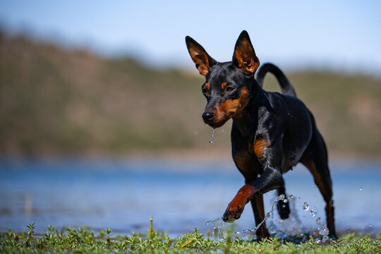 Mini Pinscher Playing and Cooling Down in a River During a Record European Heatwave
