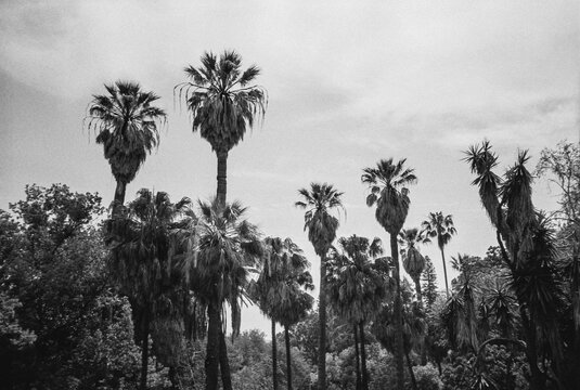 Palm Trees In Sky