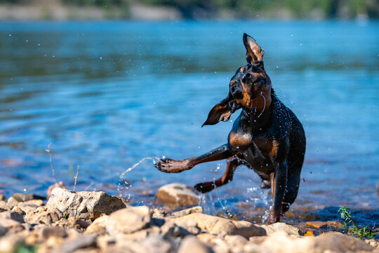 Mini Pinscher Playing and Cooling Down in a River During a Record European Heatwave