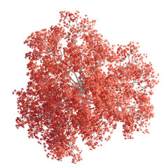 Bombax Ceiba tree plan, top view, cutout, transparent background, isolate, Autumn Japanese Maple Tree with Vibrant Red Leaves - Perfect for Seasonal Design Elements © Huy Trong