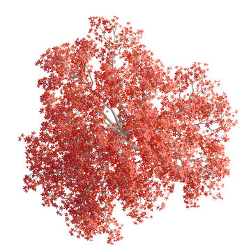 Bombax Ceiba tree plan, top view, cutout, transparent background, isolate, Autumn Japanese Maple Tree with Vibrant Red Leaves - Perfect for Seasonal Design Elements