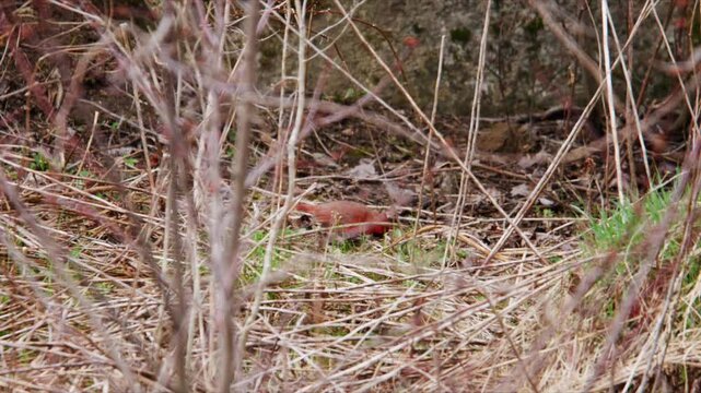 Male Northern Cardinal On Branch Early Spring In Nova Scotia Canada Close Up Red Bird In Forest Looking For Food Wildlife Nature Scene Slow Motion 4K