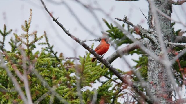 Northern Cardinal Red Bird Sitting On Forest Branch Nova Scotia Canada Close Up Wildlife Scene Searching For Food Natural Habitat Early Spring Slow Motion 4K 