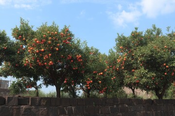 Fototapeta premium Vibrant orange trees laden with fruit against a clear blue sky showcasing the beauty of nature and agriculture for healthy living and wellness. Generative AI