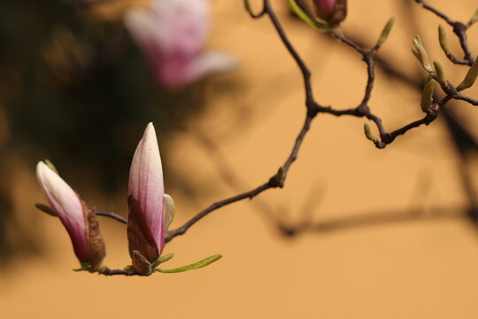 fiori rosa di magnolia in un giardino