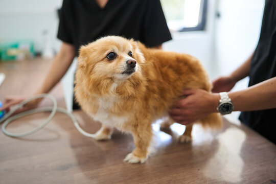 Veterinarian performing ultrasound on small pomeranian dog