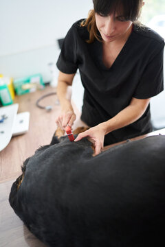 Veterinarian examining dog's reflexes with reflex hammer