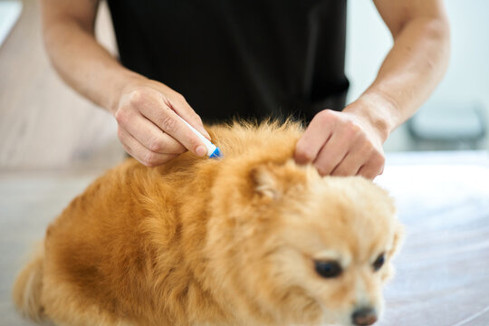 Veterinary professional applying flea treatment to dog