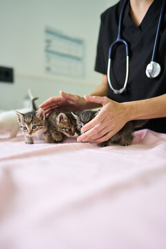 Veterinarian checking on small kittens during medical examination