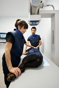 Veterinarians performing x ray examination on dog in clinic