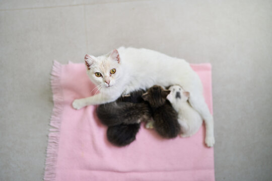 White mother cat nursing her kittens on pink blanket