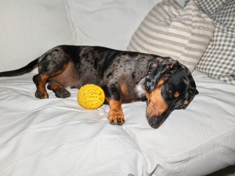 Dapple dachshund dog resting with yellow toy on bed