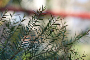 Close-up macro photography of delicate pine needles showcasing natural texture in nature with evergreen botanical branches greenery woodland outdoors background coniferous © MD. SINAN ISLAM