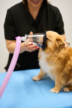 Veterinarian administering oxygen mask to dog for anesthesia