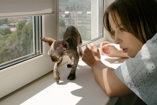Curious Kitten Walking on Sunny Windowsill