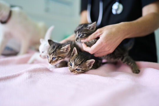 Veterinarian checking adorable kittens during health examination