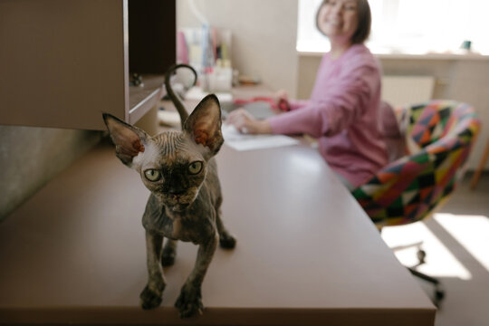Curious Kitten on Desk Near Working Owner