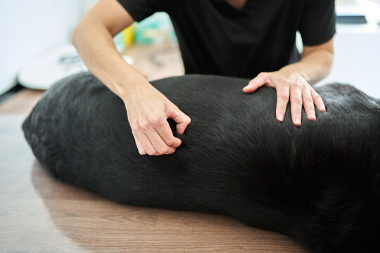 Veterinarian checking black dog's skin and fur for pet health