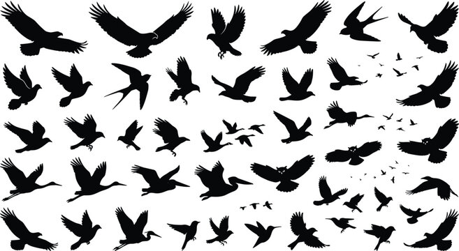 Flock of birds in flight graphic elements bundle with migratory ducks perched crows tropical parrots and hummingbird silhouettes