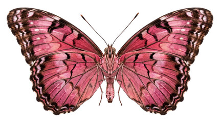 A beautiful pink butterfly with intricate patterns on its wings spread wide, showcasing symmetry and color. © Isolated_png