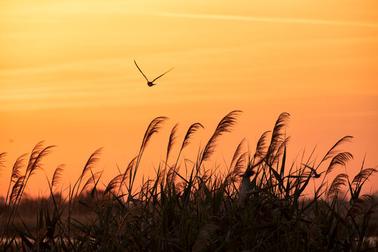 Delta de l&rsquo;Ebre reeds at dusk with bird in the sky
