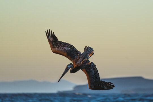 brown pelican in flight over ocean at golden hour