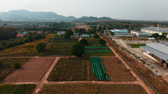 Pluank daeng pineapple farm with cultivated fields and tilled land