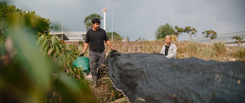Farmers working in pineapple field removing net to harvest pineapples