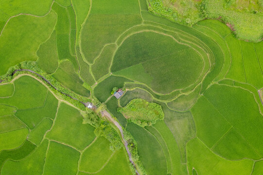 Rice Fields From Above