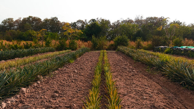 Pineapple plants rows growing in farm field, symbolizing agriculture