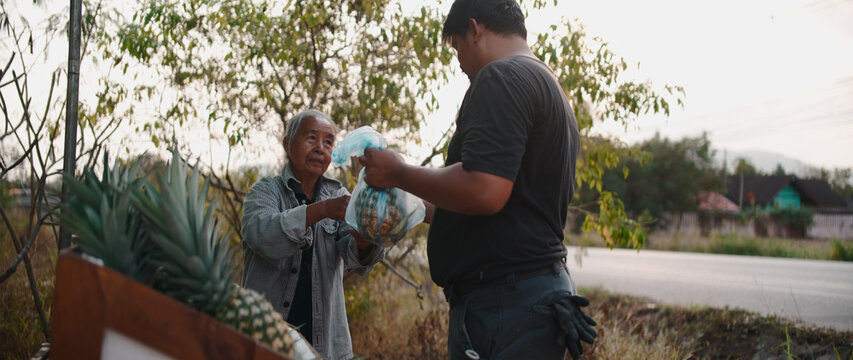 Farmer selling fresh pineapples directly to a customer by her field