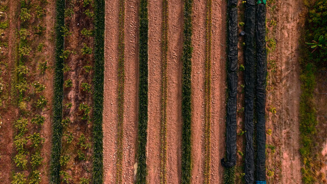Pineapple farm from above showing cultivated rows and fields