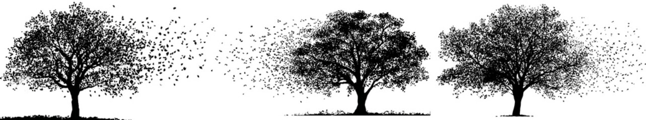 Fototapeta premium Black silhouette trees with leaves blowing in the wind isolated on transparent background