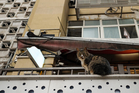 Cat On Urban Balcony