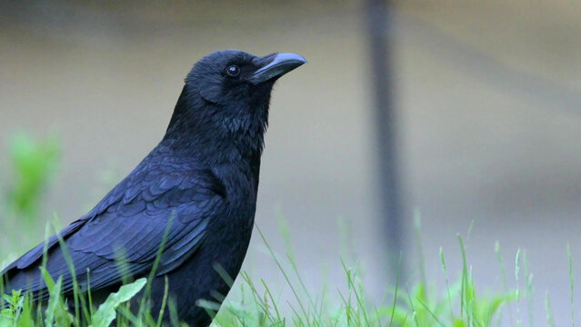 Carrion Crow Standing Alert in Green Grass, Close-Up Portrait in Natural Habitat, France