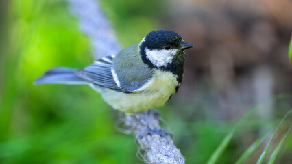 Great Tit Perching on Wooden Branch in Lush Green Garden Habitat, France © Banu