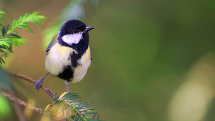 Fototapeta premium Great Tit Perching on Evergreen Branch in Lush Green Garden, France
