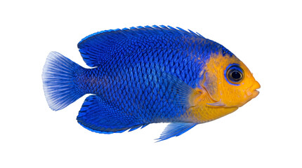 Bicolor angelfish centropyge bicolor bright marine fish with striking blue and yellow markings. © Png ProTeam