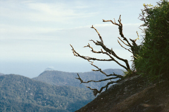 Mountain Branch Detail