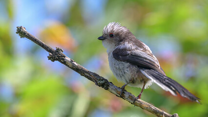 Long-tailed Tit Perching on Bare Branch in Soft Bokeh Garden Setting, France © Banu