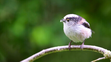 Long-tailed Tit Perching on Branch with Nesting Material in Beak, France © Banu