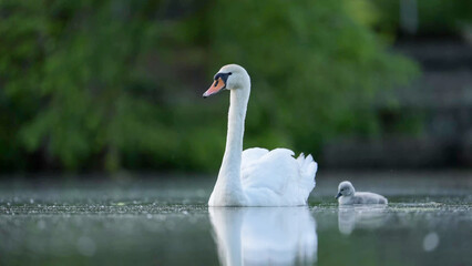 Mute Swan with Cygnet Swimming on Calm Lake, Paris, France © Banu