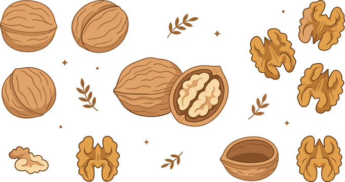 Fresh organic walnut vector icon set featuring whole nuts in shell cracked halves empty shells and peeled kernels for healthy food design on white background