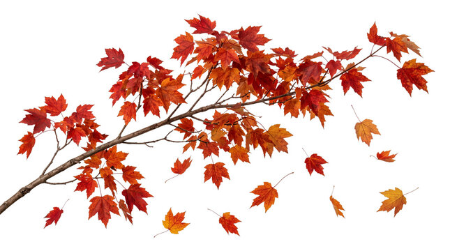 Branch with falling red and orange autumn maple leaves scattered across transparent background.