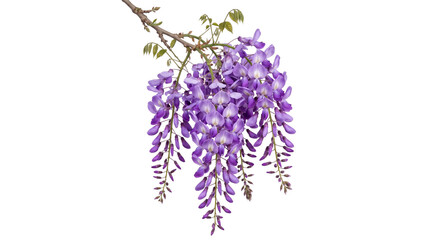 Hanging wisteria flowers in soft purple cascading down a branch against transparent background. © Png ProTeam