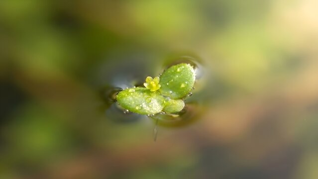 Macro Shot of Tiny Duckweed Plant Floating on Water Surface with Morning Dew Drops.