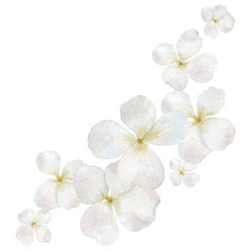Hydrangea floral watercolor illustration with white pastel Flowers and delicate petals. Clipart with blossoms on isolated background. Botanical decorative element for wedding invitations, greetings.