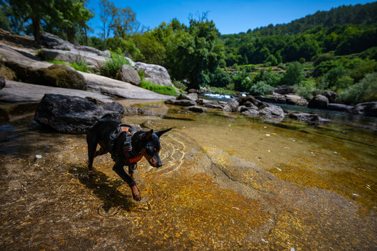 Mini Pinscher Playing and Cooling Down in a River During a Record European Heatwave