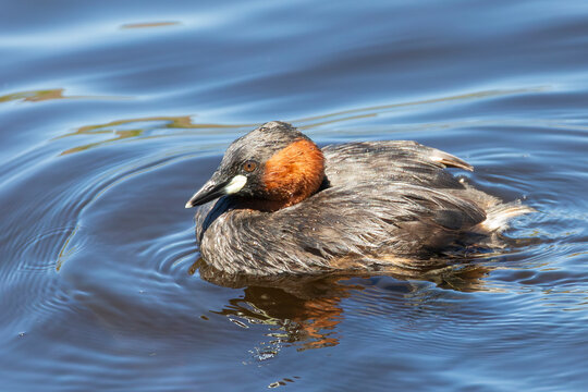 Little Grebe or Dabchick (Tachybaptus ruficollis) Groenvlei, Wilderness,  Western Cape, South Africa